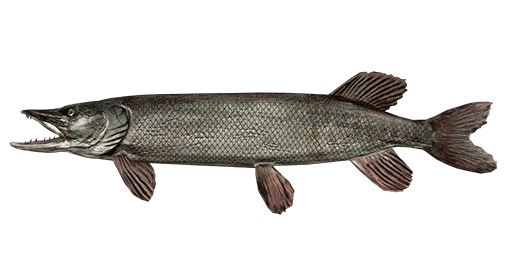 Muskie Golem