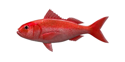 Ruby Snapper
