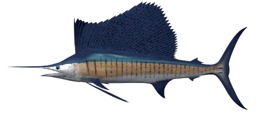Sailfish