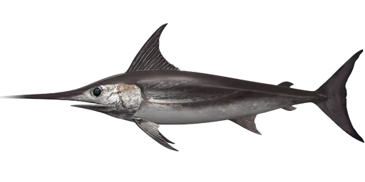 Swordfish