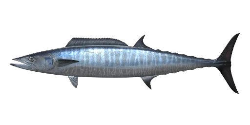 Wahoo